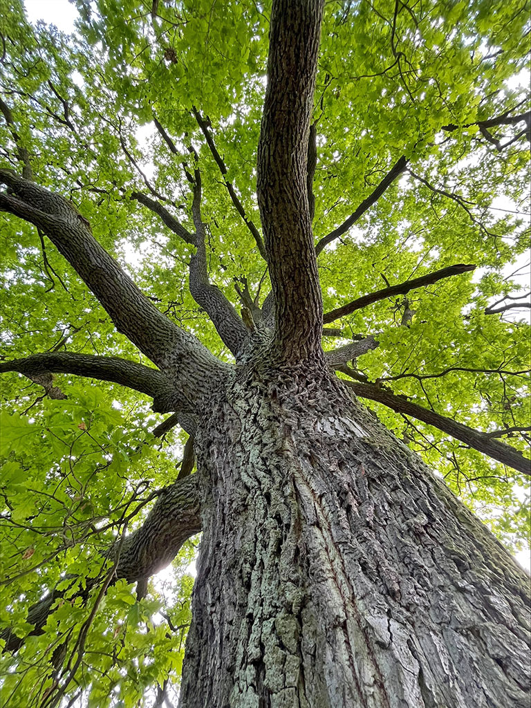 naturcoching-diana-worch
